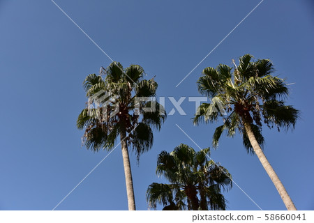 Washington palm standing in the blue sky 58660041