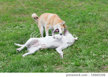 Cute west siberian laika and labrador retriever. Cute west siberian laika and labrador retriever. 58660306