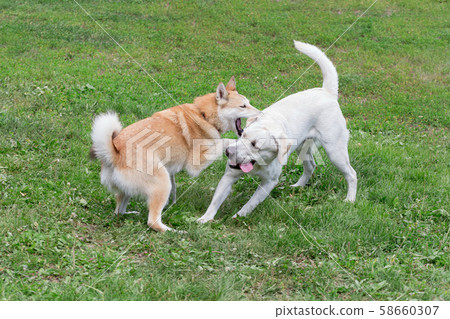 West siberian laika and labrador retriever. 58660307