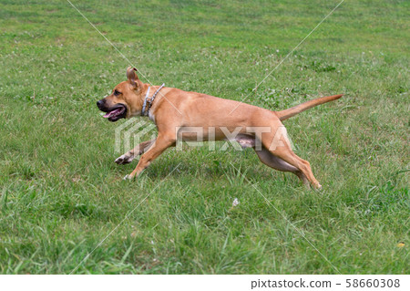 American pit bull terrier puppy in the spring park 58660308