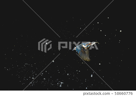 Kingfisher Kingfisher 58660776