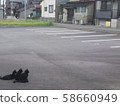 三隻小貓 58660949