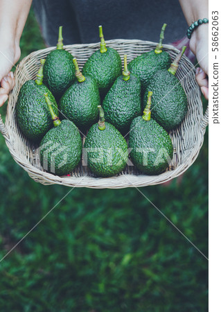 Avocado in a basket Avocado in natural light Avocado in a basket Avocado in natural light 58662063