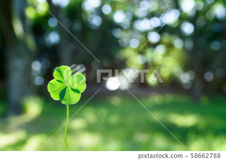 幸運的四葉三葉草,在綠色區域中閃閃發亮,左,晴朗的早晨 幸運的四葉三葉草,在綠色區域中閃閃發亮,左,晴朗的早晨 58662788