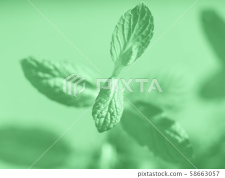 Mint herb plant macro shot. Mint green color 2020 Mint herb plant macro shot. Mint green color 2020 58663057