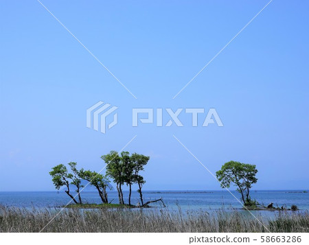 Landscape of underwater trees living in the lake "Hokube Waterfowl Park" 58663286