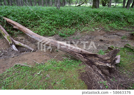 倒下的樹和路徑 58663376