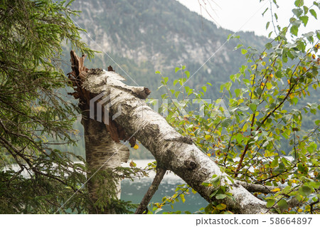 View to the Eibsee between trees and shrubs View to the Eibsee between trees and shrubs 58664897