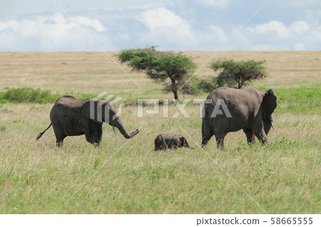 African elephant 58665555