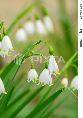 哈納德國山谷百合2號 58665584