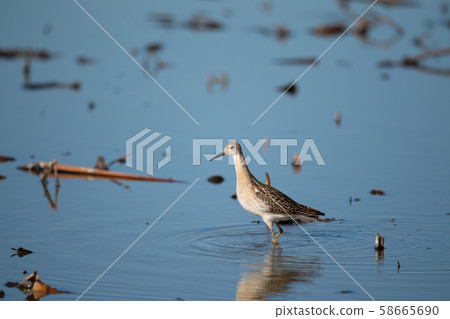 Falling in autumn, Erimakigi 05 stopped by lotus field 58665690