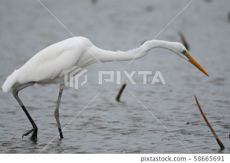 Great Egret 01 catching food in the lotus field in autumn 58665691