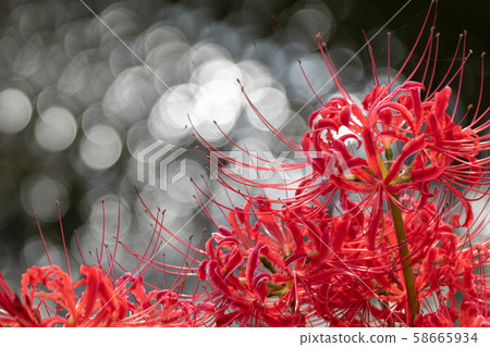 Cluster amaryllis blooming vividly in the light reflected on the water surface 58665934