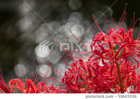 群集的孤挺花在水面反射的光下生動地綻放 58665936