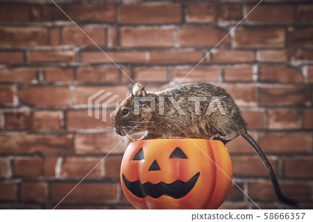 Halloween Pumpkin Degu Halloween Pumpkin Degu 58666357