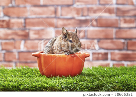 Halloween degu Halloween degu 58666381