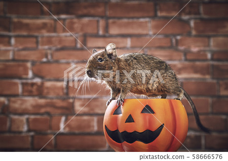 萬聖節南瓜德古 58666576