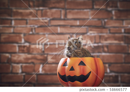 Halloween Pumpkin Degu Halloween Pumpkin Degu 58666577