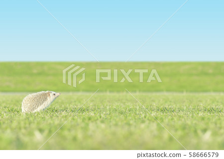 Summer End Walk Hedgehog 58666579