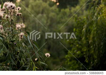 wild plant near river wild plant near river 58666643