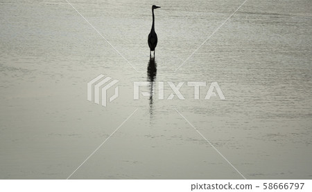 Isolated heron over the water looking to the right Isolated heron over the water looking to the right 58666797