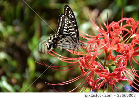 Swallowtail Swallowtail 58666808