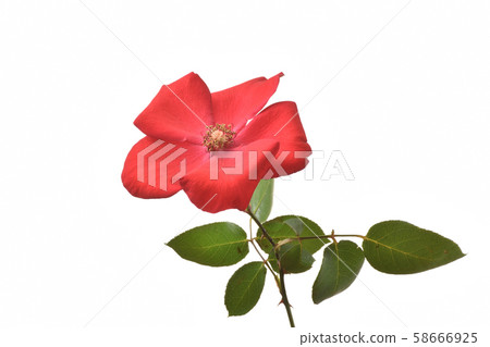 玫瑰 玫瑰 58666925