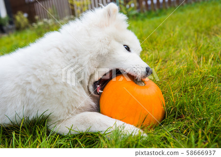 White Samoyed dog is eating halloween pumpkin. White Samoyed dog is eating halloween pumpkin. 58666937