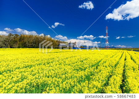 靜岡縣桶谷濕原油菜花盛開的風景 靜岡縣桶谷濕原油菜花盛開的風景 58667483