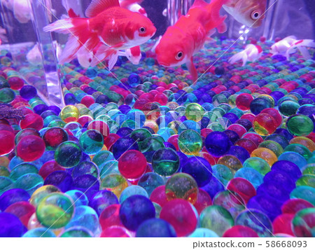 Goldfish swimming in a tank filled with marbles Goldfish swimming in a tank filled with marbles 58668093
