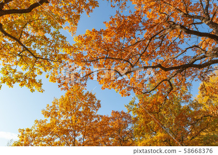 bright autumn foliage on tree branches against the blue sky bright autumn foliage on tree branches against the blue sky 58668376
