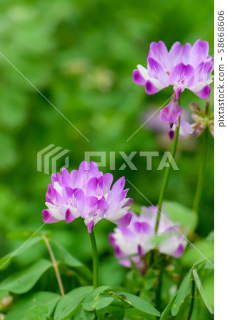 Renge 58668606