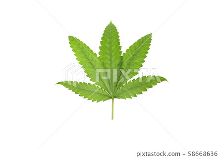 Green cannabis leaves isolated on white background in clipping path. 58668636