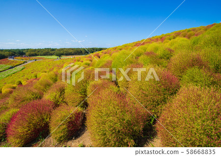 Hitachi Beach Park Kokia 58668835
