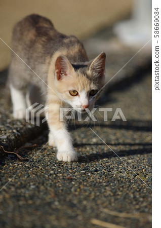 Walking cat Walking cat 58669084
