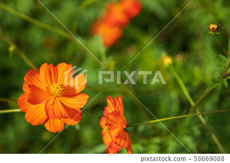 黃波斯菊 黃波斯菊 58669088