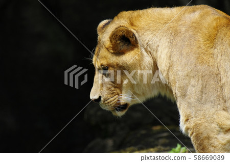 獅子女 獅子女 58669089