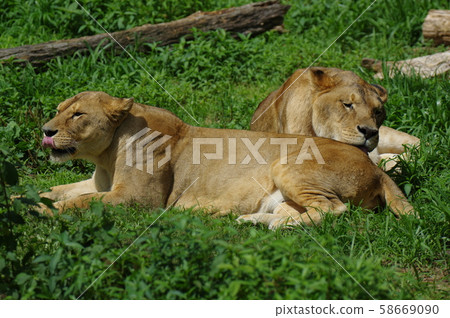 Lion female Lion female 58669090