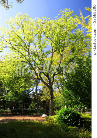 秋天的公園風光與沐浴在早晨的陽光下的風箏 秋天的公園風光與沐浴在早晨的陽光下的風箏 58669290