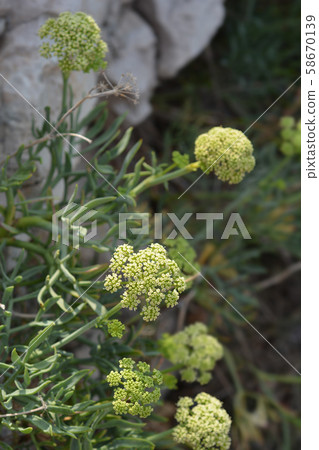 Sea fennel Sea fennel 58670139
