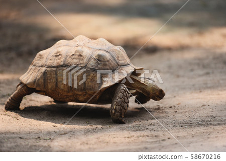 African spurred tortoise / Close up turtle walking 58670216