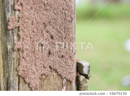 termites on the stump - termite nest on a wooden termites on the stump - termite nest on a wooden 58670230