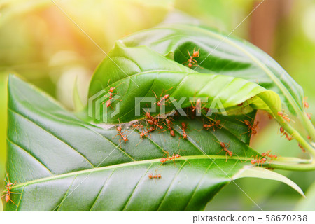 Ant nest on the tree - Red ants working weaver Ant nest on the tree - Red ants working weaver 58670238