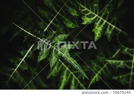 Natural green leaves pattern background dark - 58670240