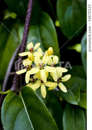 Kosunka Kazura 58670525