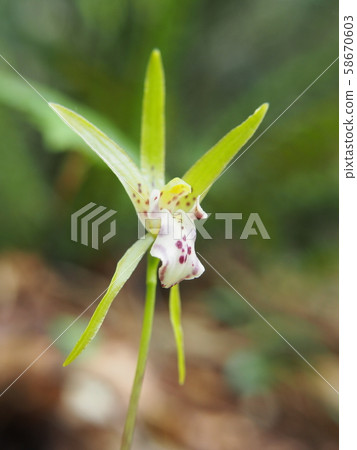 Ichiyouran Ichiyouran 58670603