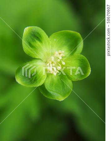 Midorispinacea 58670607