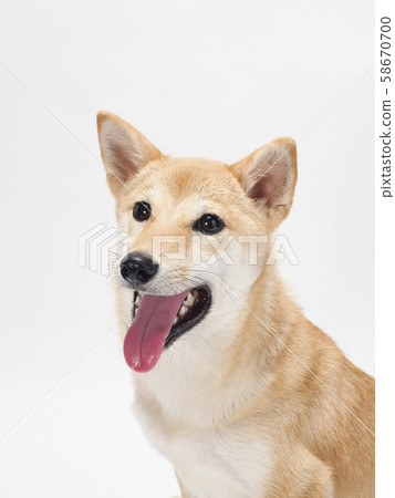 Laughing Shiba Inu Laughing Shiba Inu 58670700