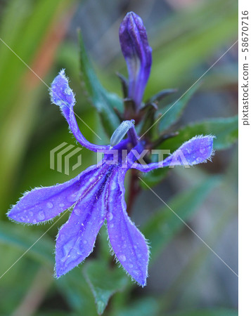 Sawagikyou Sawagikyou 58670716