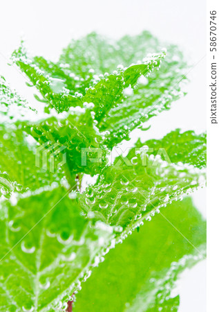 Peppermint leaves in soda water. Peppermint leaves in soda water. 58670746